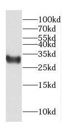 COPS7A Antibody - BSA Free