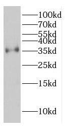 COPE Antibody - BSA Free