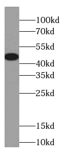 Connexin 46/GJA3 Antibody - BSA Free