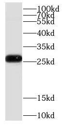 COMMD5 Antibody - BSA Free