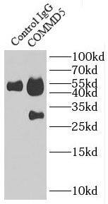 COMMD5 Antibody - BSA Free