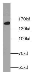 COL16A1 Antibody - BSA Free