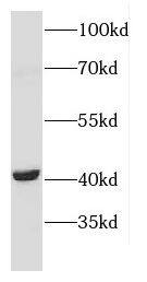 CNTFR Antibody - BSA Free