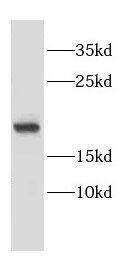 CNRIP1 Antibody - BSA Free