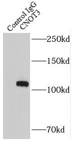 CNOT3 Antibody - BSA Free