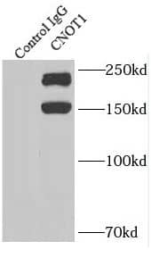 CNOT1 Antibody - BSA Free