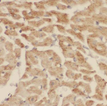 CNOT1 Antibody - BSA Free