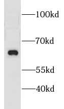 CNKSR3 Antibody - BSA Free