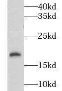 CNIH3 Antibody - BSA Free