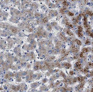 Cklfsf8 Antibody - BSA Free