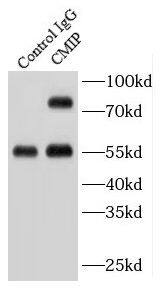 CMIP Antibody - BSA Free