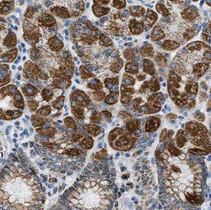 CMC1 Antibody - BSA Free
