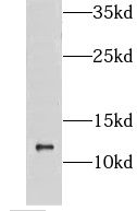 CMC1 Antibody - BSA Free