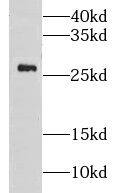 CMBL Antibody - BSA Free