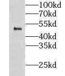 CLUAP1 Antibody - BSA Free