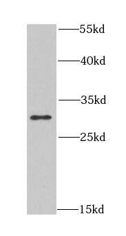 CLIC1 Antibody - BSA Free