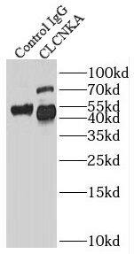 CLCNKA Antibody - BSA Free