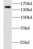 CLCA2 Antibody - BSA Free