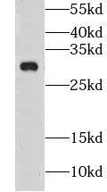 Claudin-23 Antibody - BSA Free