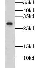 Claudin-22 Antibody - BSA Free