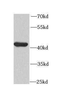 CKMT2 Antibody - BSA Free
