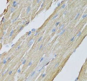 CKMT2 Antibody - BSA Free