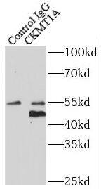 Creatine kinase MT 1A Antibody - BSA Free