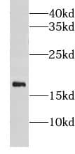 CISD1 Antibody - BSA Free
