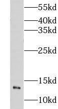 CHURC1 Antibody - BSA Free