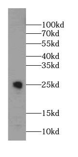 CHST13 Antibody - BSA Free