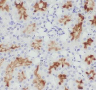 CHST13 Antibody - BSA Free