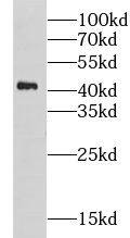 CHST11 Antibody - BSA Free