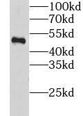 Nicotinic Acetylcholine R alpha 9/CHRNA9 Antibody - BSA Free
