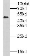 Nicotinic Acetylcholine R alpha 10/CHRNA10 Antibody - BSA Free