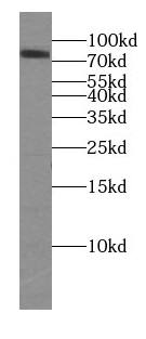 CHSS2 Antibody - N-terminal - BSA Free