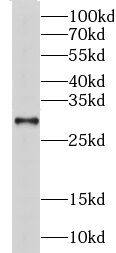 CHMP6 Antibody - BSA Free