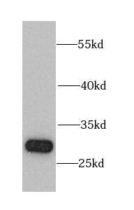 CHMP1B Antibody - BSA Free