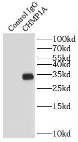 CHMP1a Antibody - BSA Free