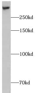 CHD9 Antibody - BSA Free