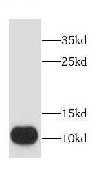 CHCHD7 Antibody - BSA Free