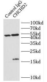 CHCHD2 Antibody - BSA Free