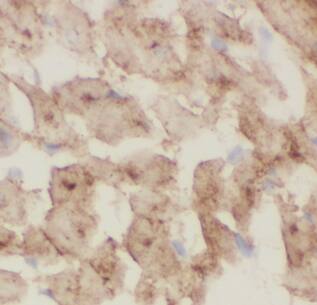 CHCHD10 Antibody - BSA Free