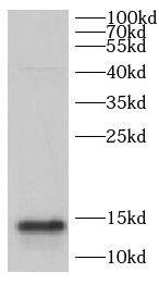CHCHD10 Antibody - BSA Free