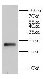 CHAC2 Antibody - BSA Free