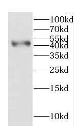 CGR19 Antibody - BSA Free