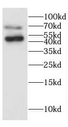 CEECAM1 Antibody - BSA Free