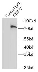 CEP72 Antibody - BSA Free