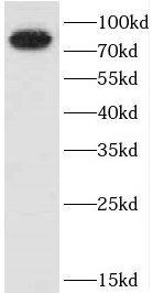 CEP72 Antibody - BSA Free