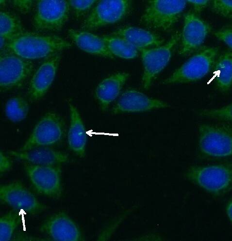 CEP290 Antibody - BSA Free