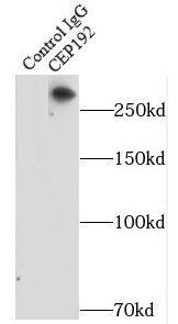 CEP192 Antibody - BSA Free